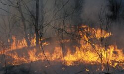 Площадь природных пожаров в Приморье сокращена благодаря оперативным действиям ploshhad prirodnyh pozharov v primore sokrashhena blagodarya operativnym dejstviyam-ul-rks-ru-174065603800-0