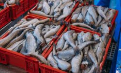 Правосудие в действии: житель Сахалина ответит за нарушения в рыбной отрасли pravosudie v dejstvii zhitel sahalina otvetit za narusheniya v rybnoj otrasli-ul-rks-ru-174066964400-0