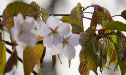 Россияне активно открывают визы в Японию для встречи волшебного цветения сакуры Цветущая сакураБирюлевский дендр