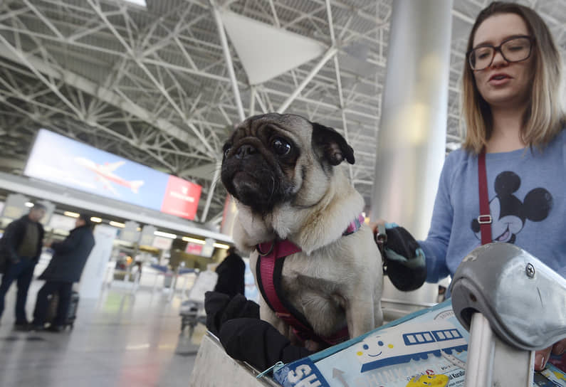 Аэрофлот и фонд «Ника» открывают новый путь домой для животных России-0