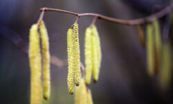 Аллерголог Галяс рассказала о сезоне цветения растений и важности заботы о здоровье allergolog galyas rasskazala o sezone czveteniya rastenij i vazhnosti zaboty o zdorove-ul-rks-ru-174170368000-0