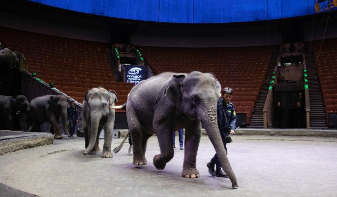 Новый цирк Москвы имеет шансы превзойти существующие строения – эксперт Бархота
