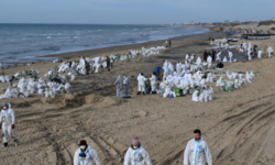 Экологи Кубани призывают к защите морских обитателей ekologi kubani prizyvayut k zashhite morskih obitatelej-ul-rks-ru-174163090200-0