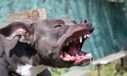 Эксперт Владимир Голубев раскрыл секреты защиты питомцев в России BeautifulAngryDogStaffordshireBullTerrierBlueAmericanStaffordshireTerrier