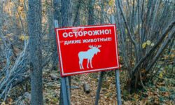 Крупный хищник атаковал человека в приморской тайге krupnyj hishhnik atakoval cheloveka v primorskoj tajge-ul-rks-ru-174180884200-0