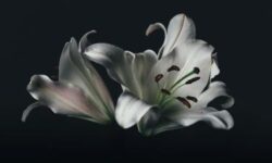 Ксения Собчак поддержала Филиппа Киркорова после ухода отца Бедроса Киркорова kseniya sobchak podderzhala filippa kirkorova posle uhoda otcza bedrosa kirkorova-ul-rks-ru-174238879600-0