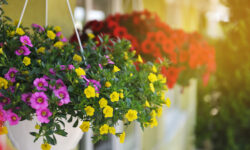 Московский зоопарк украсят тысячи весенних цветов при поддержке Сергея Собянина moskovskij zoopark ukrasyat tysyachi vesennih czvetov pri podderzhke sergeya sobyanina-ul-rks-ru-174307789200-0