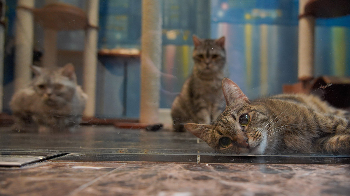 С кубанского должника хотят взыскать 300 тысяч рублей в виде котят