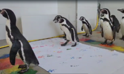 Пингвины создали яркий сюрприз к 8 Марта в Приморском океанариуме pingviny sozdali yarkij syurpriz k 8 marta v primorskom okeanariume-ul-rks-ru-174176844900-0