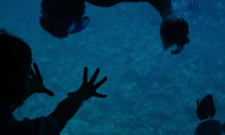 Последние кадры из Хургады и батискафа Синдбад стали достоянием сети SeaPanoramaBoatOnTheWaterWithPassengersWatchingFishes