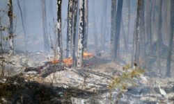 Приморье одержало победу над огненной стихией primore oderzhalo pobedu nad ognennoj stihiej-ul-rks-ru-174176344900-0