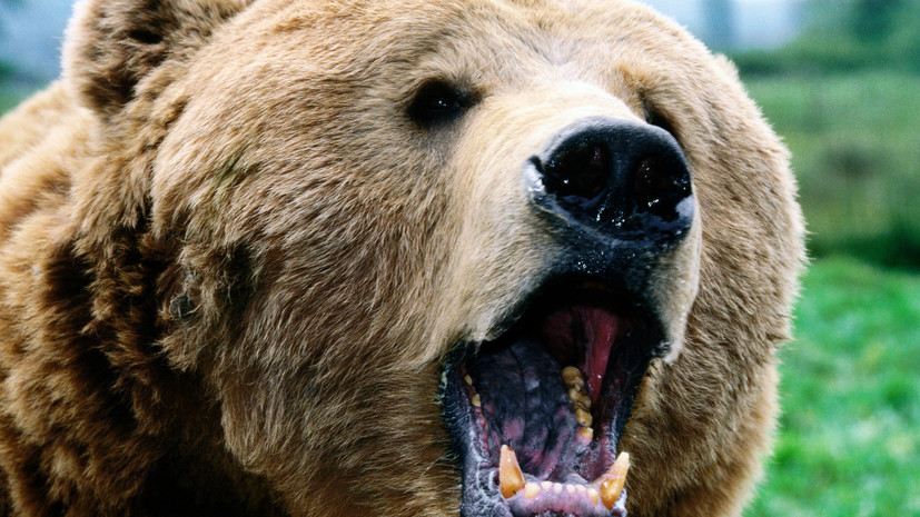 Жителям Приморья напомнили об опасности встречи с медведем в тайге