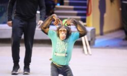 sergej sobyanin predstavil budushhee bolshogo moskovskogo czirka v mnevnikovskoj pojme-ul-rks-ru-174190020700-0