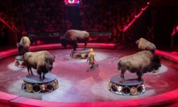 sergej sobyanin priglasil gorozhan progolosovat za arhitekturnuyu konczepcziyu novogo moskovskogo czirka-ul-rks-ru-174102147500-0