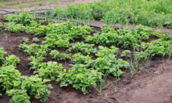 Сергей Сомов советует Подмосковью лучшие овощи для мартовской посадки sergej somov sovetuet podmoskovyu luchshie ovoshhi dlya martovskoj posadki-ul-rks-ru-174275232600-0