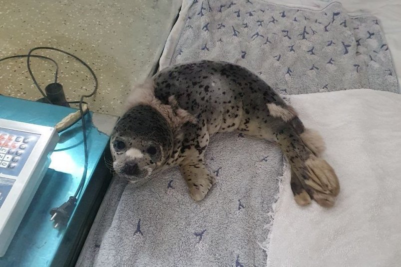 Щенка ларги спасли на мысе Тобизина Телеграм-канал (18+) "Тюленятник и все-все-все"