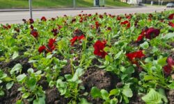 Столичные парки Москвы преображаются Горький Сокольники и Яуза ждут гостей stolichnye parki moskvy preobrazhayutsya gorkij sokolniki i yauza zhdut gostej-ul-rks-ru-174259538500-0