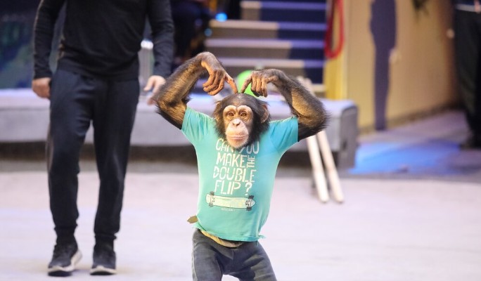 Жители столицы выбрали, каким будет новый Большой московский цирк