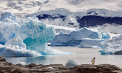 Уникальная экосистема под айсбергом размером с Чикаго в Антарктиде AGentooPenguinOnARockSurroundedByTheOcean