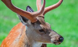 В Приморье защищают краснокнижных оленей расследование в районе Пластуна v primore zashhishhayut krasnoknizhnyh olenej rassledovanie v rajone plastuna-ul-rks-ru-174232726200-0