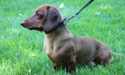 Открывшаяся в Южном Тушино площадка нового типа для прогулок с собаками