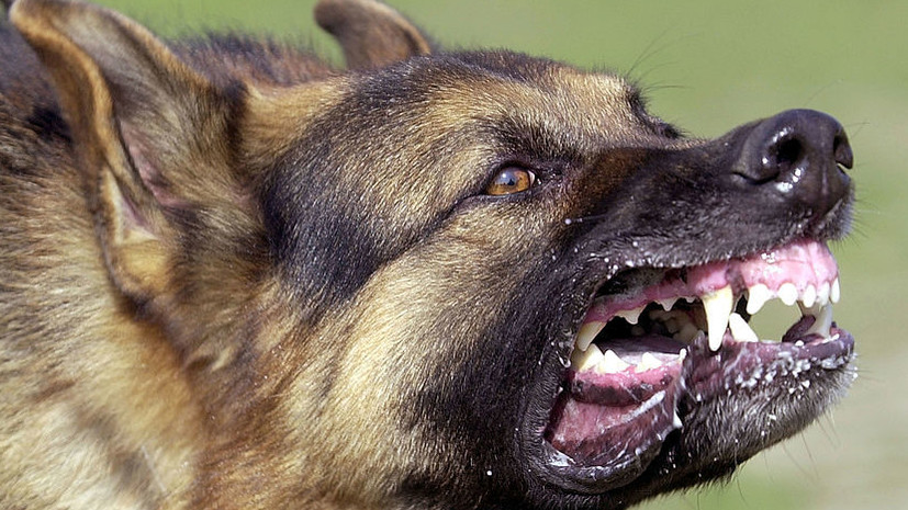 Стая собак насмерть искусала пьяного мужчину в Бурятии