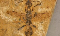 Андерсон Лепеко обнаружил в формации Крато древнейших муравьев Haidomyrmecinae anderson lepeko obnaruzhil v formaczii krato drevnejshih muravev -ul-rks-ru-174563238000-0