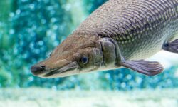 Арт Уэстон и IGFA устанавливают новый мировой рекорд по ловле панцирника в Техасе art ueston i ustanavlivayut novyj mirovoj rekord po lovle panczirnika v tehase-ul-rks-ru-174471213200-0