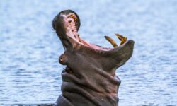 Бегемоты парка Вирунга в Конго и новые надежды после вспышки сибирской язвы begemoty parka virunga v kongo i novye nadezhdy posle vspyshki sibirskoj yazvy-ul-rks-ru-174412822500-0