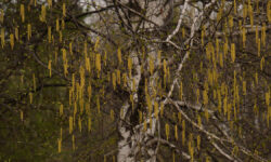 Городской департамент природопользования информирует о ярком цветении берез в Москве Цветение березыПарк Коломенскоер