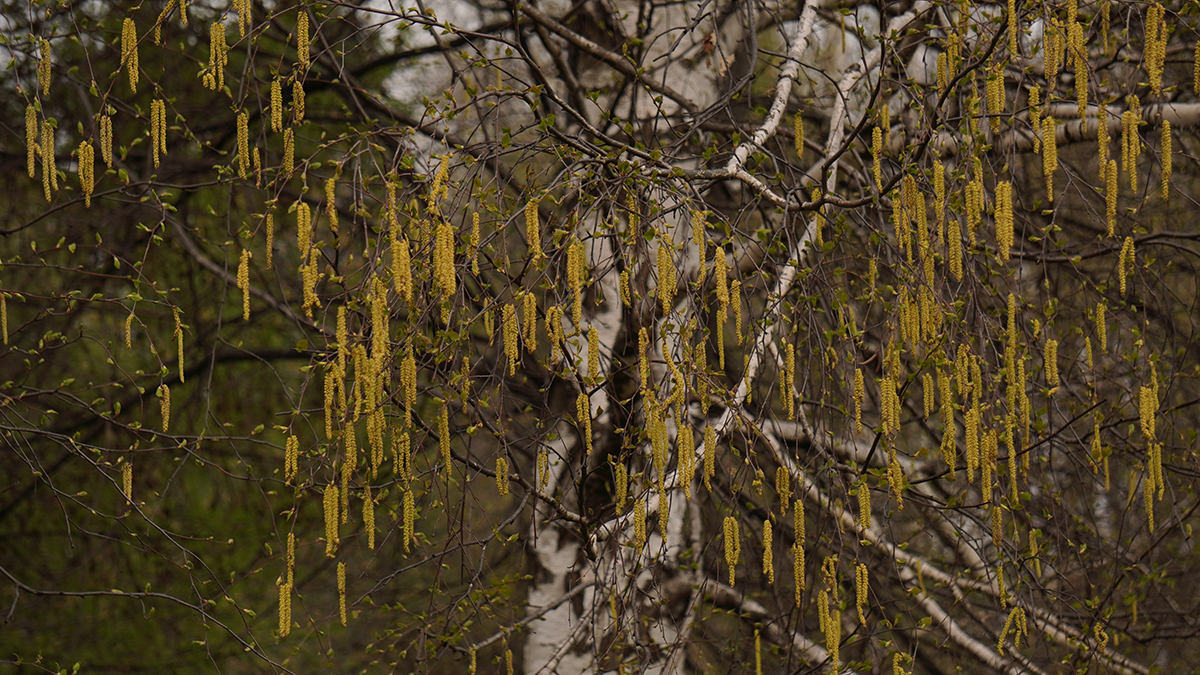 Активное цветение березы началось в столичном регионе