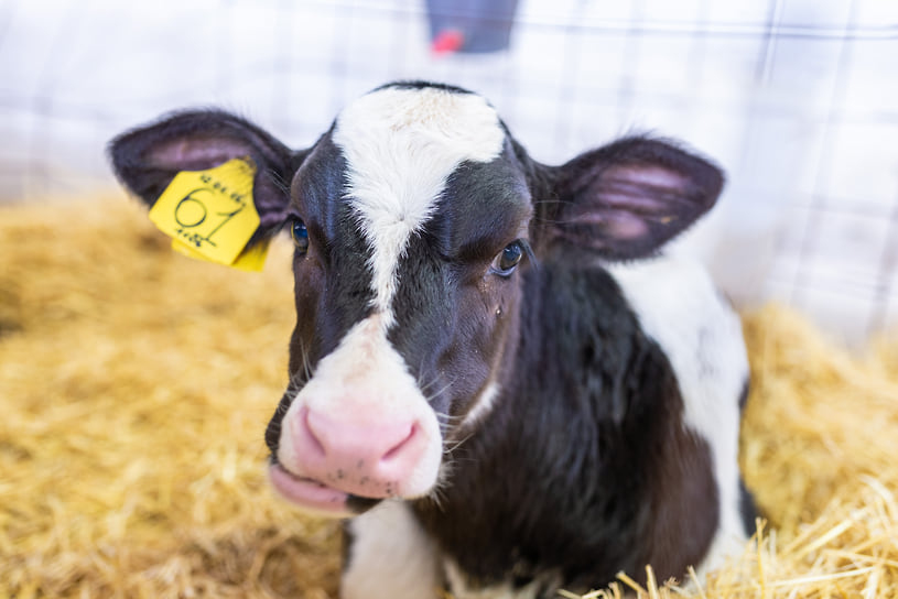 GenStore и СПбГУВМ - революция в селекции скота с Екатериной Сакса и Юрием Муретовым-0