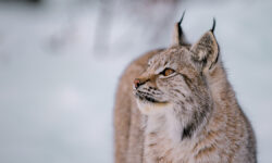 ilya rybalchenko o populyaczii rysej i zajczevbelyakov v lesah podmoskovya-ul-rks-ru-174435600100-0