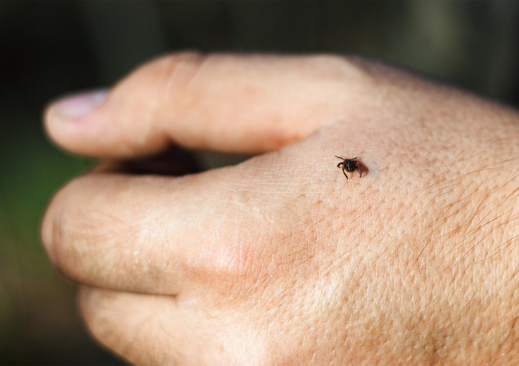 Инфекционист назвала критический период после укуса клеща