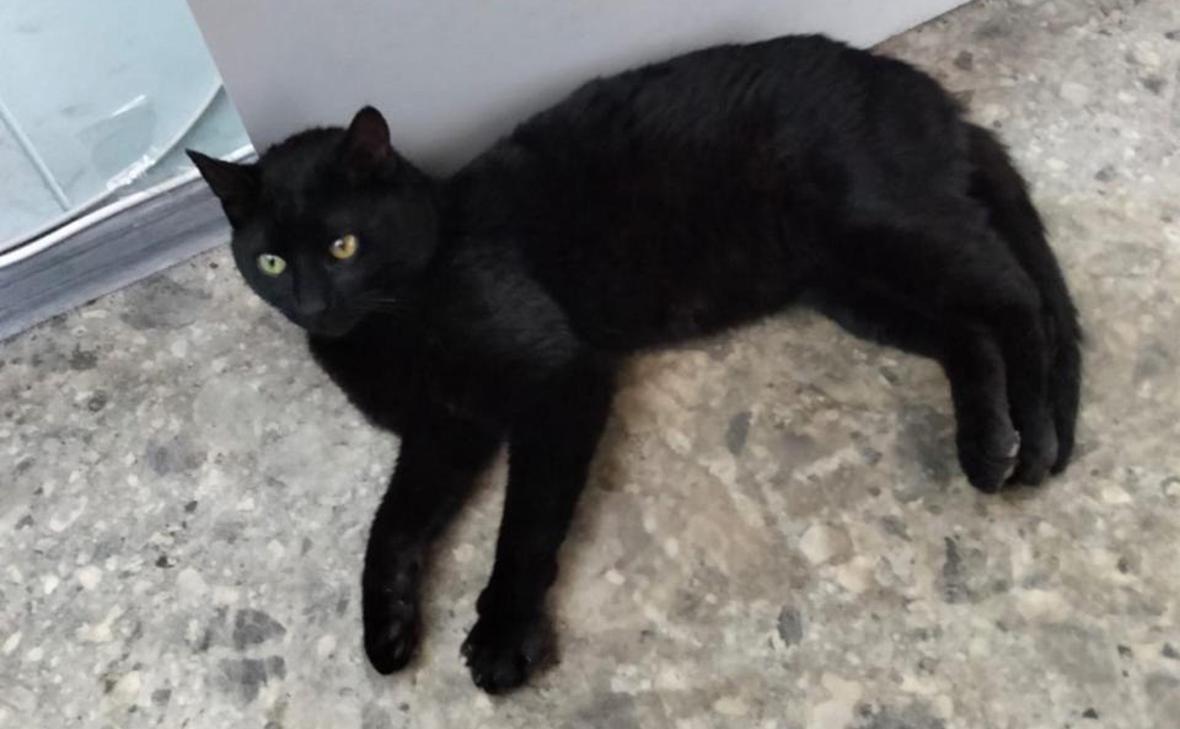 Бурак (tgfesco / VK)