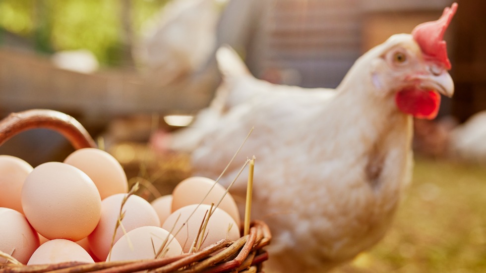 Что появилось раньше — курица или яйцо