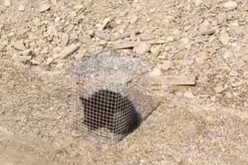 Неизвестные подбросили медвежонка в клетке специалистам реабилитационного центра в Приморье ТГ-канал (18+) siberiantiger_center