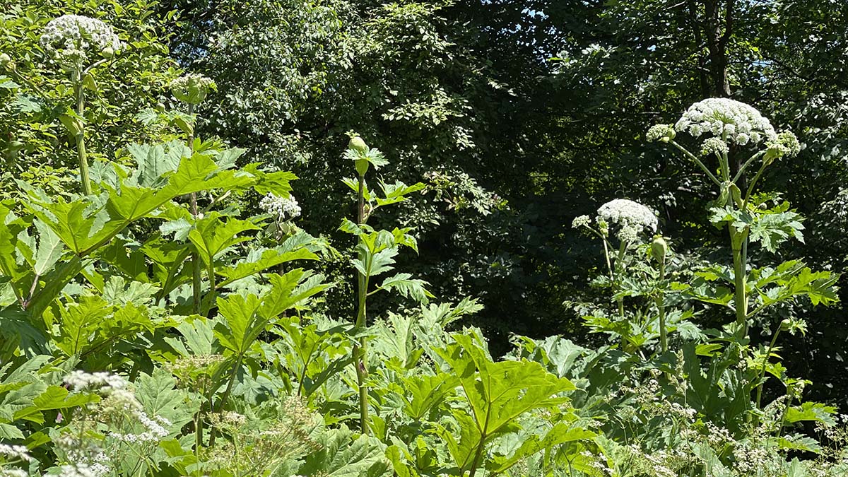 Опасные сорняки