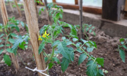 Михаил Воробьёв рекомендует высадку томатов после заморозков mihail vorobyov rekomenduet vysadku tomatov posle zamorozkov-ul-rks-ru-174525774900-0