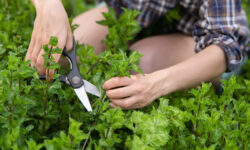 pnipu rekomenduet posadku tui sireni i myaty dlya sozdaniya aromata-ul-rks-ru-174603600400-0