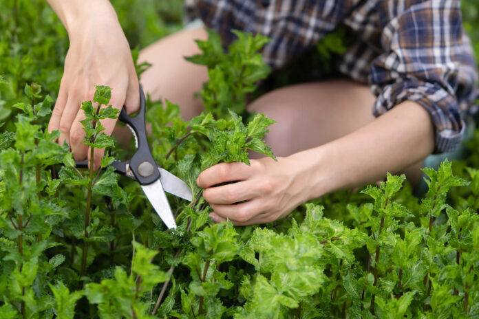 pnipu rekomenduet posadku tui sireni i myaty dlya sozdaniya aromata-ul-rks-ru-174603600400-0