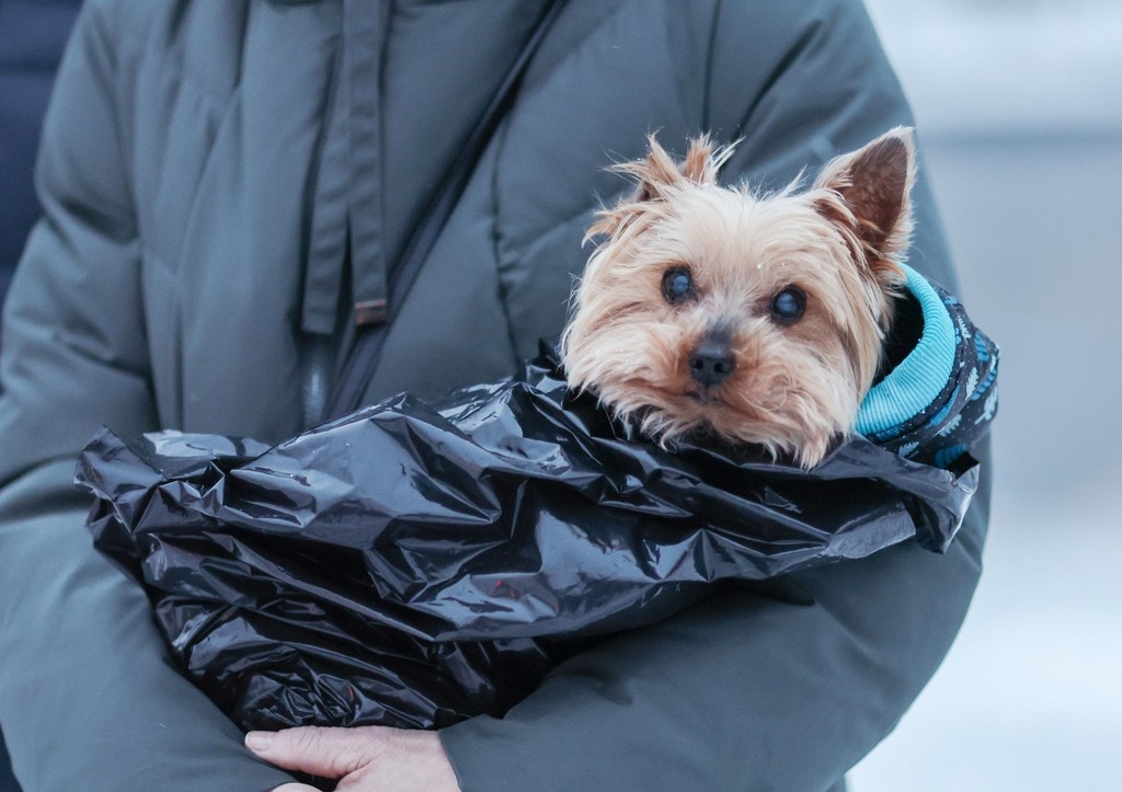 Депутата Госдумы хотят лишить мандата за желание сжечь собачников