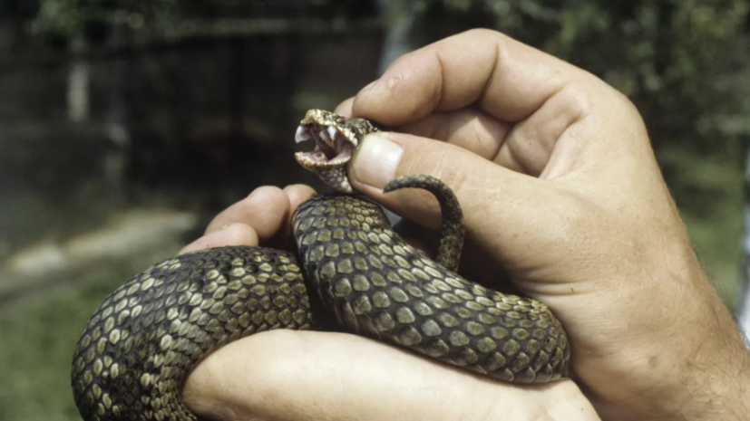 В «Мособлпожспасе» напомнили о правилах поведения при встрече со змеёй