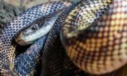 Ранняя активность змей в Кемеровской области и рекомендации Николая Скалона rannyaya aktivnost zmej v kemerovskoj oblasti i rekomendaczii nikolaya skalona-ul-rks-ru-174428420100-0