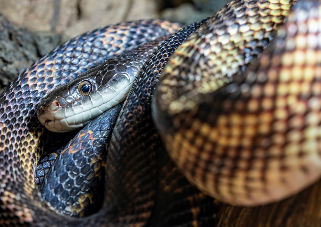 Биолог объяснил, почему ядовитые змеи выползли уже в начале апреля