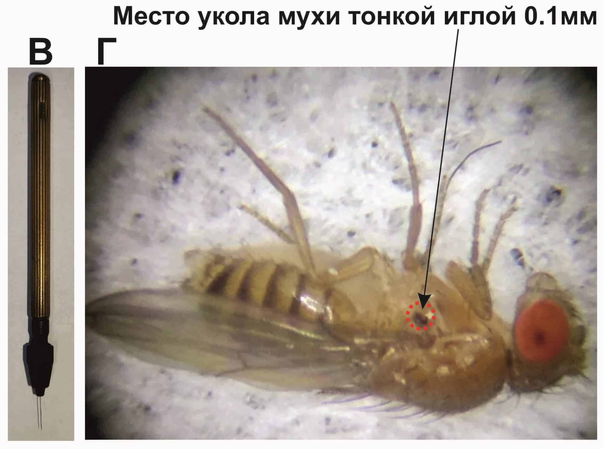 РНФ и Институт биологии гена РАН открывают новые горизонты в изучении иммунитета насекомых-0