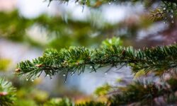 Синоптики прогнозируют лёгкие осадки и свежий ветер в Приморье 27 апреля sinoptiki prognoziruyut lyogkie osadki i svezhij veter v primore 27 aprelya-ul-rks-ru-174596307700-0