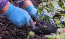 Союз садоводов России спасает урожай фруктов в Краснодарском крае и других регионах soyuz sadovodov rossii spasaet urozhaj fruktov v krasnodarskom krae i drugih regionah-ul-rks-ru-174470178700-0