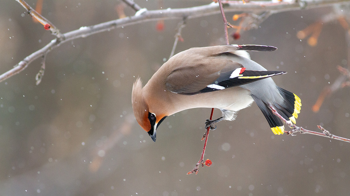 «Нашествие» свиристелей заметили на природных территориях столицы