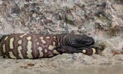 В зоопарке "Другой мир" Владислава Войтова родился мексиканский ядозуб Авокадо и Бусинка v zooparke drugoj mir vladislava vojtova rodilsya meksikanskij yadozub avokado i businka-ul-rks-ru-174595796800-0